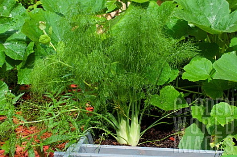 Dill_Tauro_in_a_squarefoot_kitchen_garden