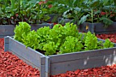 Batavia lettuces Comice in a squarefoot kitchen garden