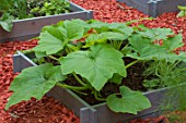 Zucchini in a squarefoot kitchen garden