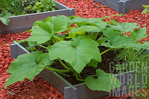 Zucchini_in_a_squarefoot_kitchen_garden