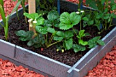 Strawberries in a squarefoot kitchen garden