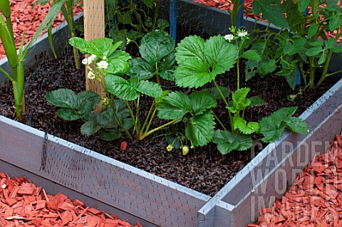 Strawberries_in_a_squarefoot_kitchen_garden