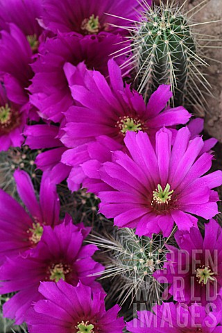 Echinocereus_cactus_in_bloom_in_a_greenhouse