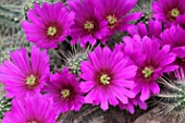 Echinocereus cactus in bloom in a greenhouse