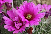 Echinocereus cactus in bloom in a greenhouse