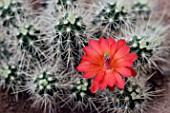 Echinocereus cactus in bloom in a greenhouse