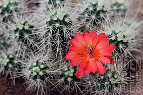 Echinocereus_cactus_in_bloom_in_a_greenhouse