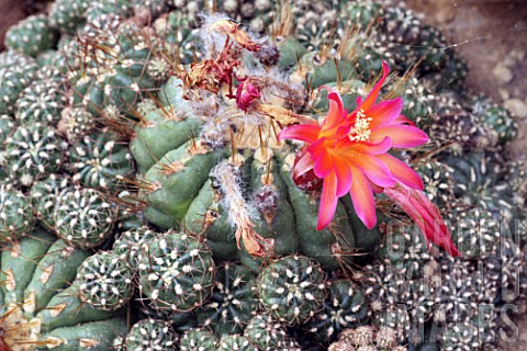 Matucana_cactus_in_bloom_in_a_greenhouse