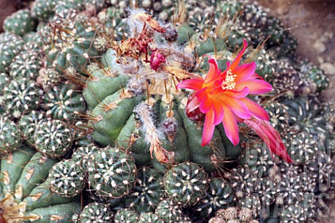 BSPT2045690- Matucana cactus in bloom in a greenhouse ...