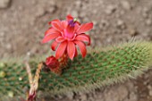 Borzicactus cactus in bloom in a greenhouse