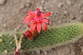Borzicactus cactus in bloom in a greenhouse