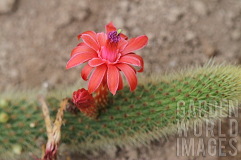 Borzicactus_cactus_in_bloom_in_a_greenhouse