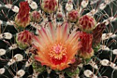 Ferocactus cactus in bloom in a greenhouse