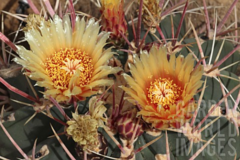 Ferocactus_cactus_in_bloom_in_a_greenhouse