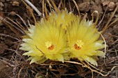 Leuchtenbergia cactus in bloom in a greenhouse