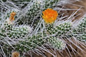 Opuntia cactus in bloom in a greenhouse