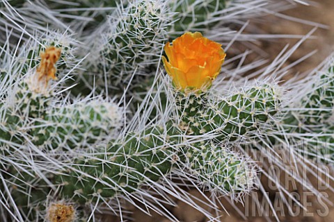 Opuntia_cactus_in_bloom_in_a_greenhouse