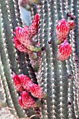 Trichocereus cactus in bud in a greenhouse