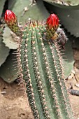 Echinopsis cactus in bud in a greenhouse