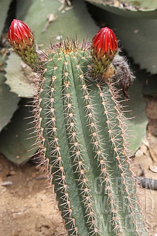 Echinopsis_cactus_in_bud_in_a_greenhouse