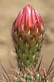 Echinopsis cactus in bud in a greenhouse