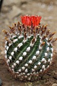 Parodia cactus in bloom in a greenhouse