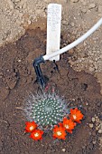 Rebutia cactus in bloom in a greenhouse