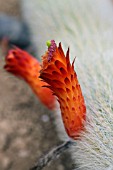 Cleistocactus cactus in bloom in a greenhouse