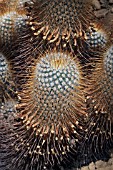 Mammillaria cactus in a greenhouse