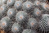 Mammillaria cactus in a greenhouse