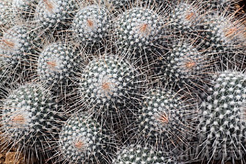 Mammillaria_cactus_in_a_greenhouse