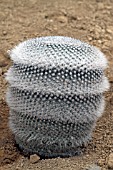 Mammillaria cactus in a greenhouse