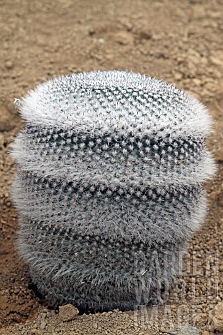 Mammillaria_cactus_in_a_greenhouse