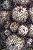 Mammillaria cactus in a greenhouse