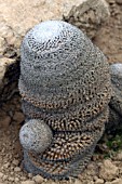 Mammillaria cactus in a greenhouse