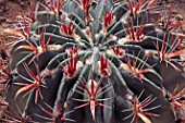 Ferocactus cactus in a greenhouse