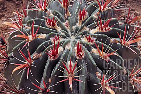 Ferocactus_cactus_in_a_greenhouse