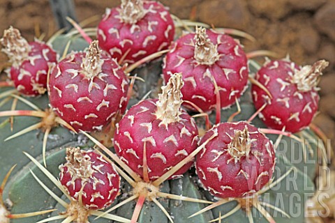 Ferocactus_cactus_in_fruit_in_a_greenhouse
