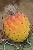 Trichocereus cactus in fruit in a greenhouse