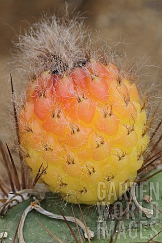 Trichocereus_cactus_in_fruit_in_a_greenhouse