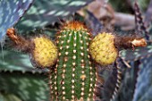 Cactus in fruit in a greenhouse