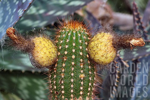 Cactus_in_fruit_in_a_greenhouse