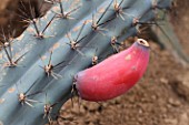 Cereus cactus in fruit in a greenhouse