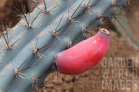 Cereus_cactus_in_fruit_in_a_greenhouse