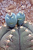 Gymnocalycium cactus in fruit in a greenhouse