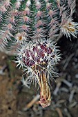 Echinocereus cactus in fruit in a greenhouse