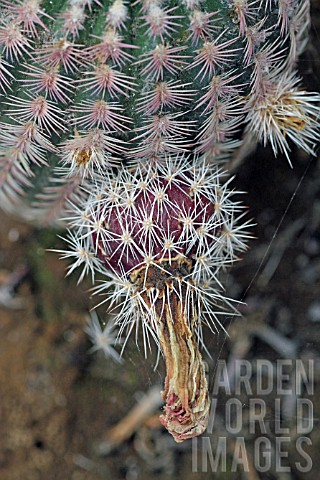Echinocereus_cactus_in_fruit_in_a_greenhouse