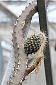 Selenicereus cactus in fruit in a greenhouse
