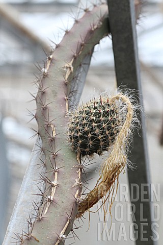 Selenicereus_cactus_in_fruit_in_a_greenhouse