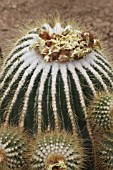 Parodia cactus in fruit in a greenhouse